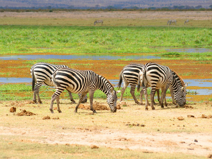 Safarireis Kenia - Amboseli